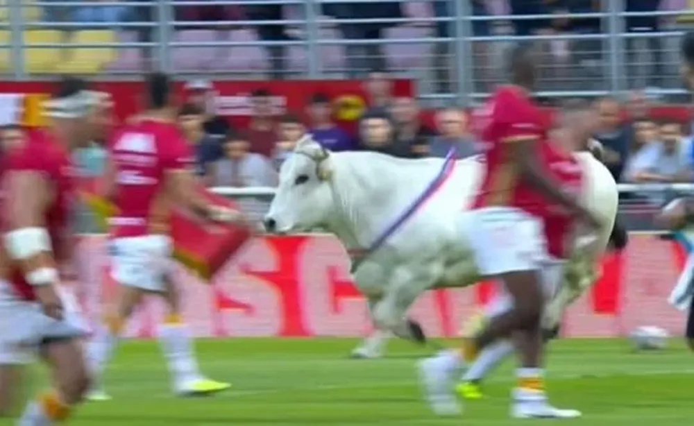 El toro en el rugby francés