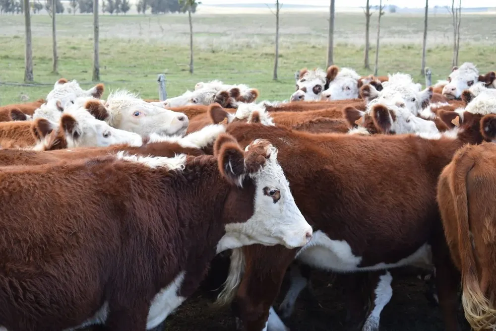 El bono mínimo de inversión en Silveira Negocios Rurales es de US$ 5.000.