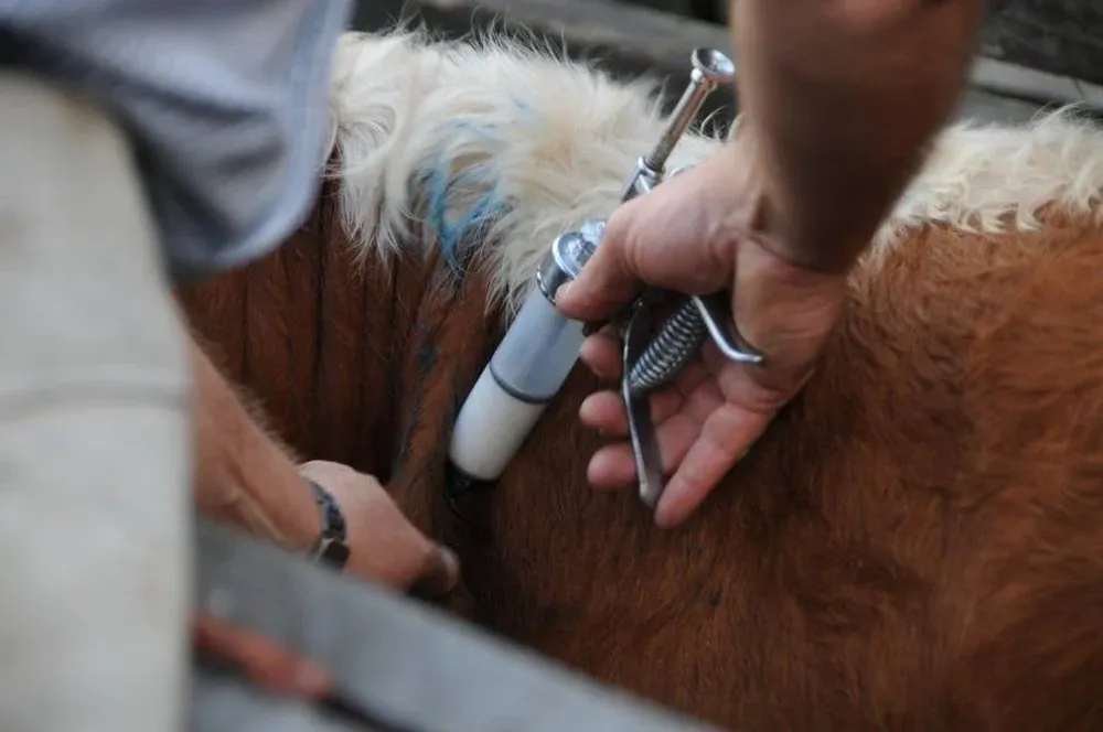 Vacunación de ganado contra Fiebre Aftosa