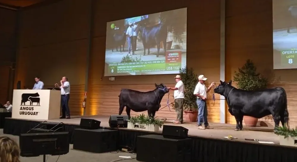 Zambrano & Cía logró precios de destaque