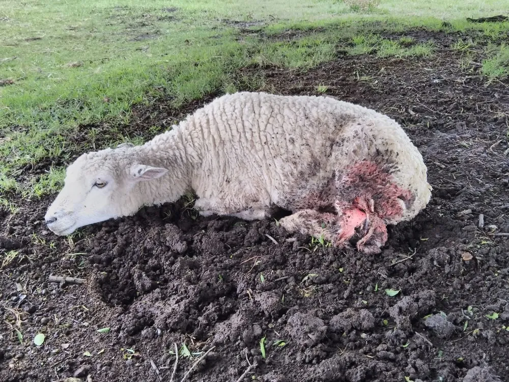 Ovinos atacados en la zona de Barras de Pedrera.