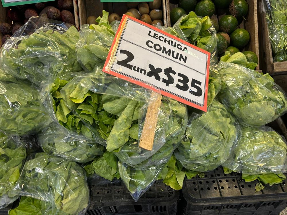 Lechuga: de oferta en locales del MAM.