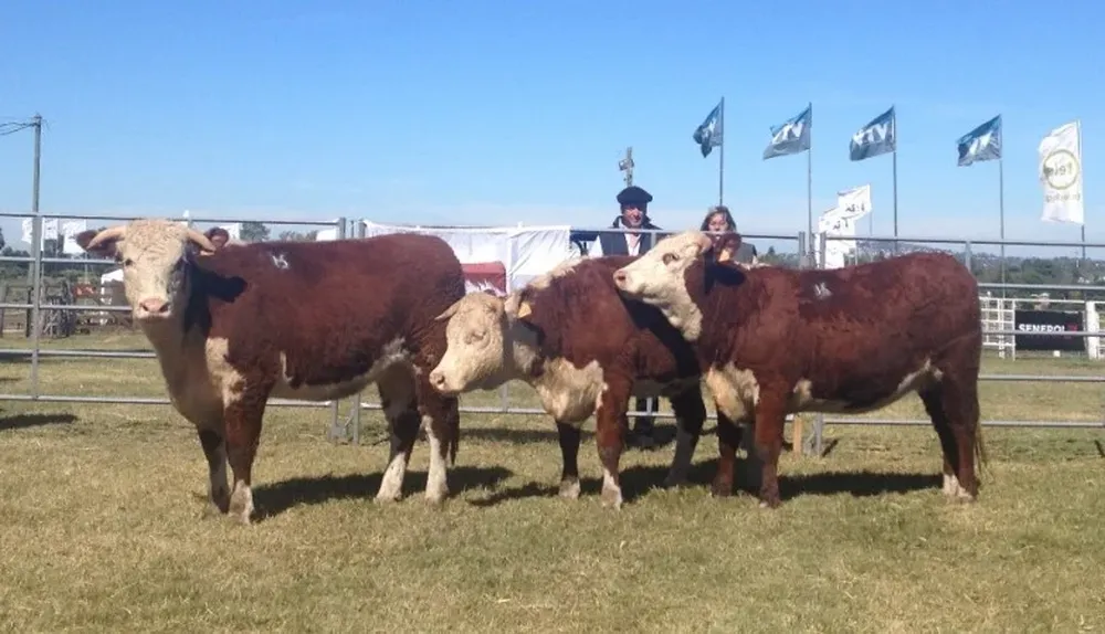 Lote Campeón HS, de Suc. Roberto Mirande