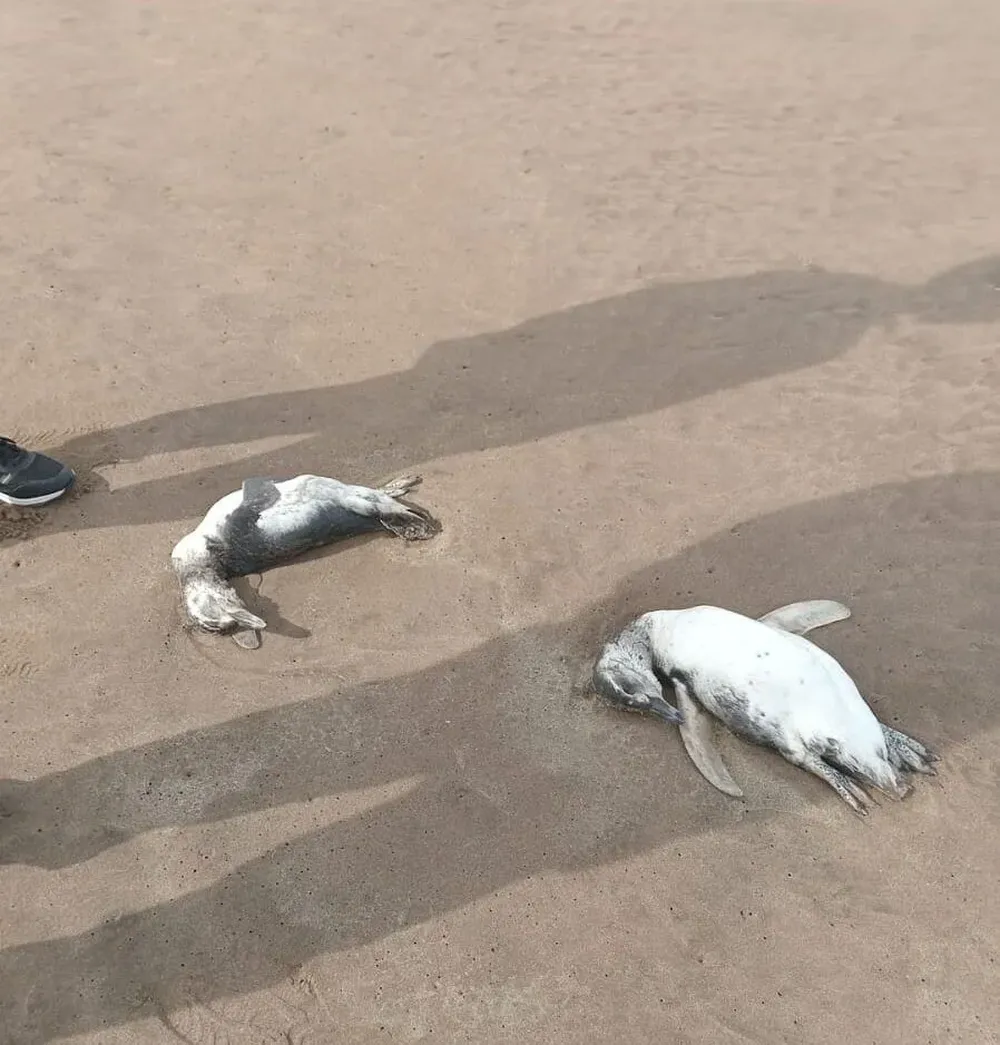 Aparecieron pingüinos muertos en las playas de Mar del Plata