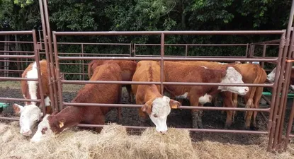 El Observador | 0001485381.webp