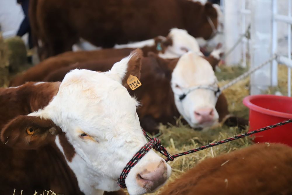 Hereford de la UTU.