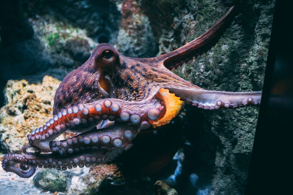 Los pulpos y calamares pueden experimentar emociones como alegría y angustia, según un informe de la London School of Economics.