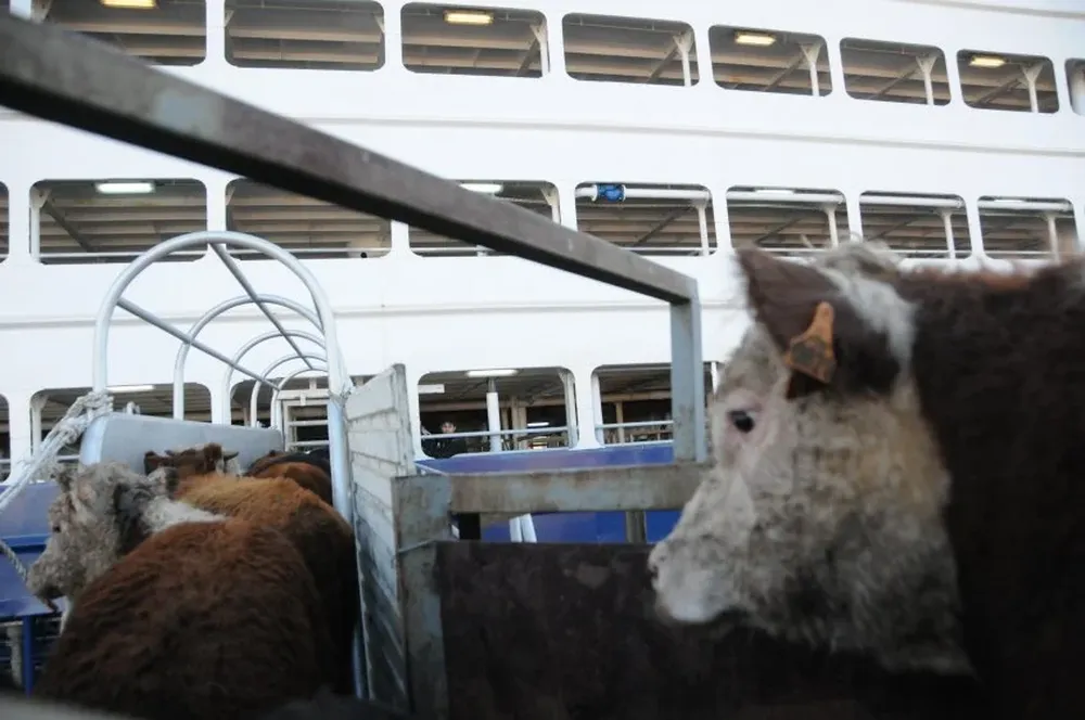 Fuerte aumento de exportación en pie en el primer cuatrimestre es circunstancial, dijo Dutra