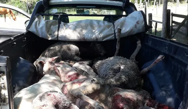En menos de un mes, más de 20 ovinos murieron por ataques de perros en un mismo predio.