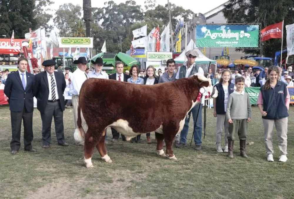 Gran Campeón Hereford de Miguel Martirena Bove