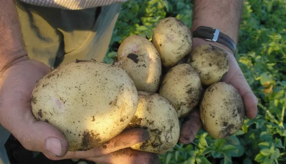 Esta semana la papa se vendió a $ 20 el kilo (precio mayorista)