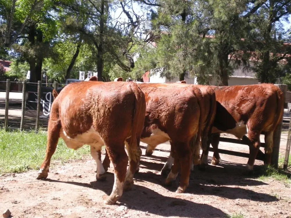 El lote de La Lucha SG triunfó en Hereford