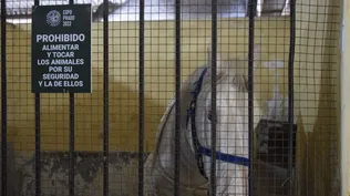 Los equinos se asustan fácilmente de las bolsas.