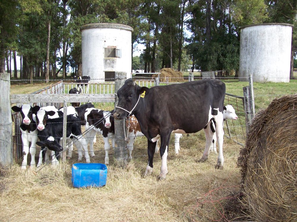 Inale inst&oacute; a cuidar a la gente, utilizar la herramienta de los seguros y extendi&oacute; varias recomendaciones de manejo.