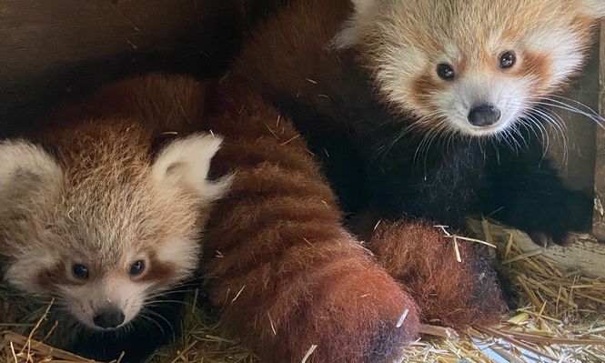 Los nuevos pandas rojos en el Zoo de Madrid.