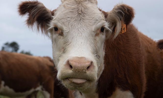 ¿Tendrá la piedra codiciada?