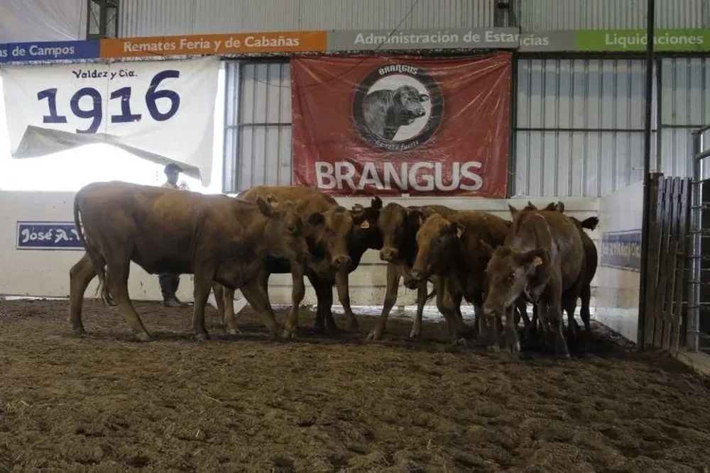 Los animales tienen preñez garantida por ecografía.