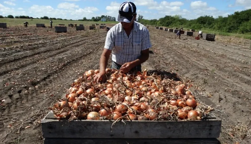 El productor Gerardo Martínez controla la cosecha
