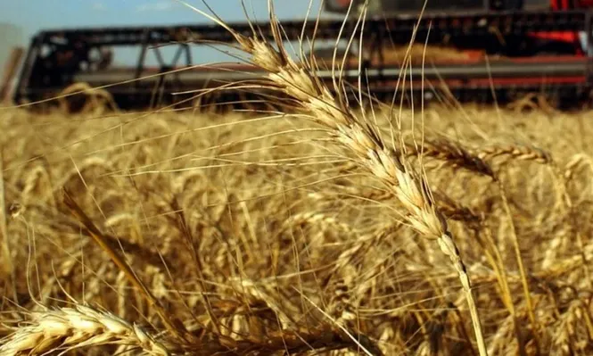 El USDA ajustó al alza la producción mundial del cereal