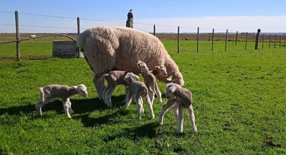 Los corderos, en pleno invierno, pueden no sobrevivir si no se los proteje del modo adecuado.