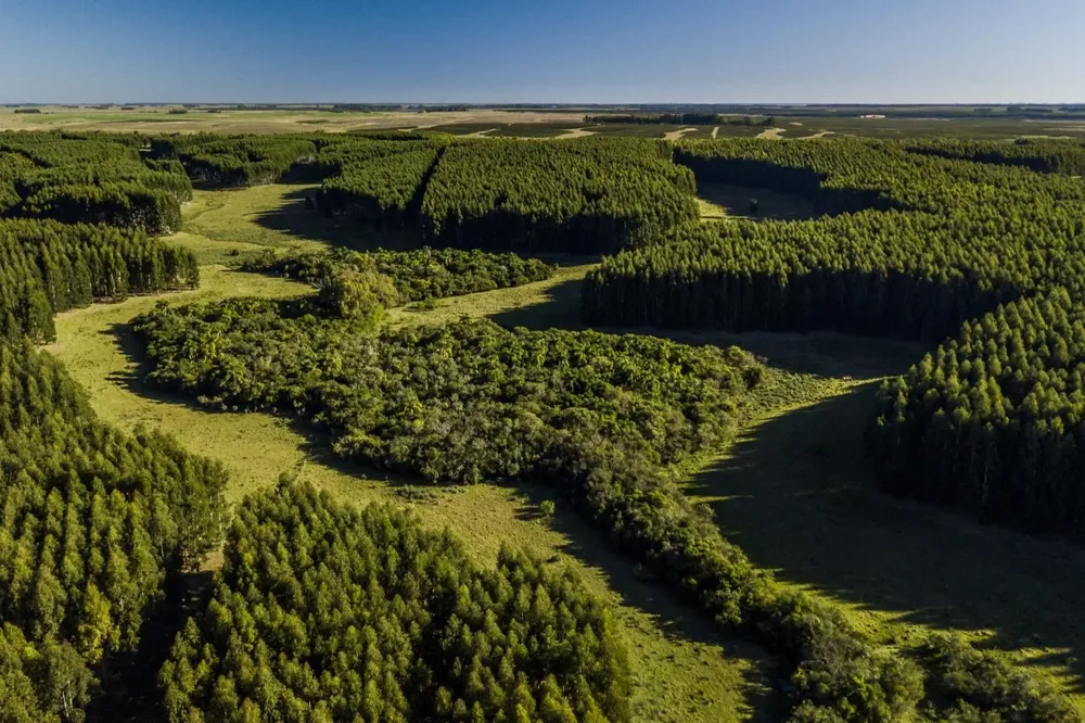 Montes del Plata actualizó que genera unos 6.500 puestos de trabajo en todo el proceso productivo.
