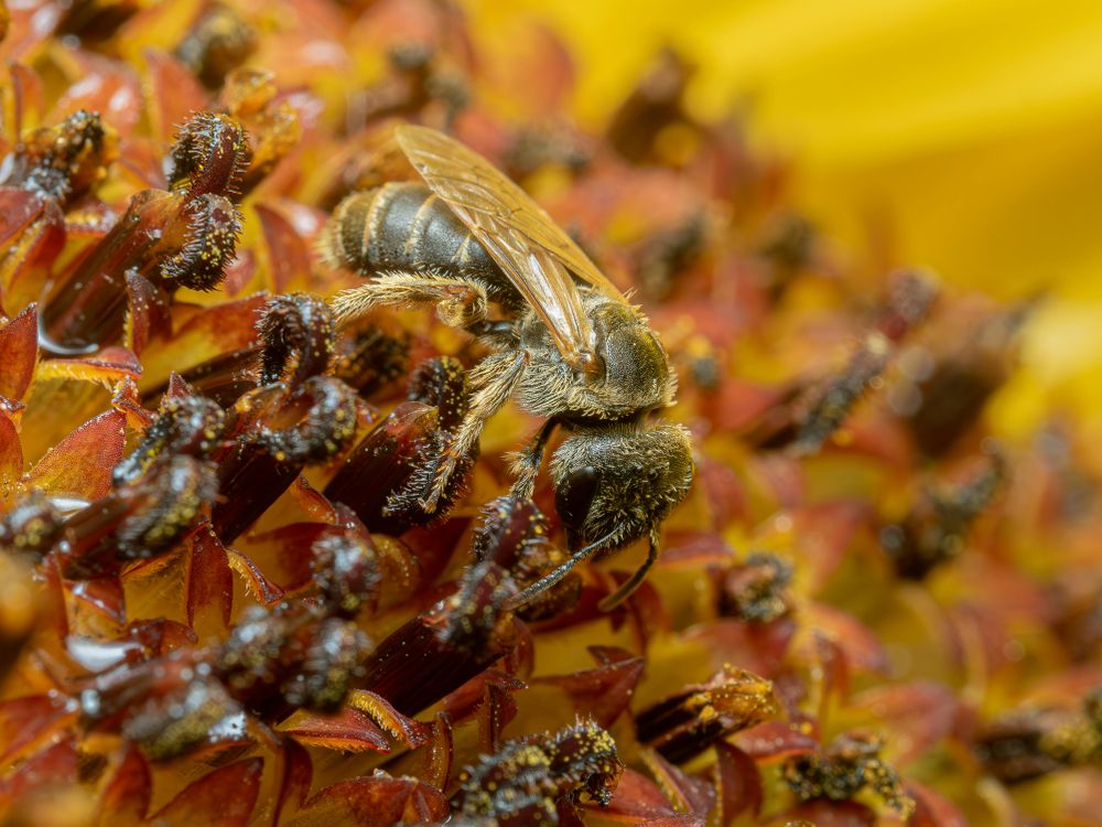 Abejas atacaron a una familia