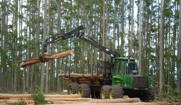 Emitirán fideicomiso forestal por US$ 56 millones