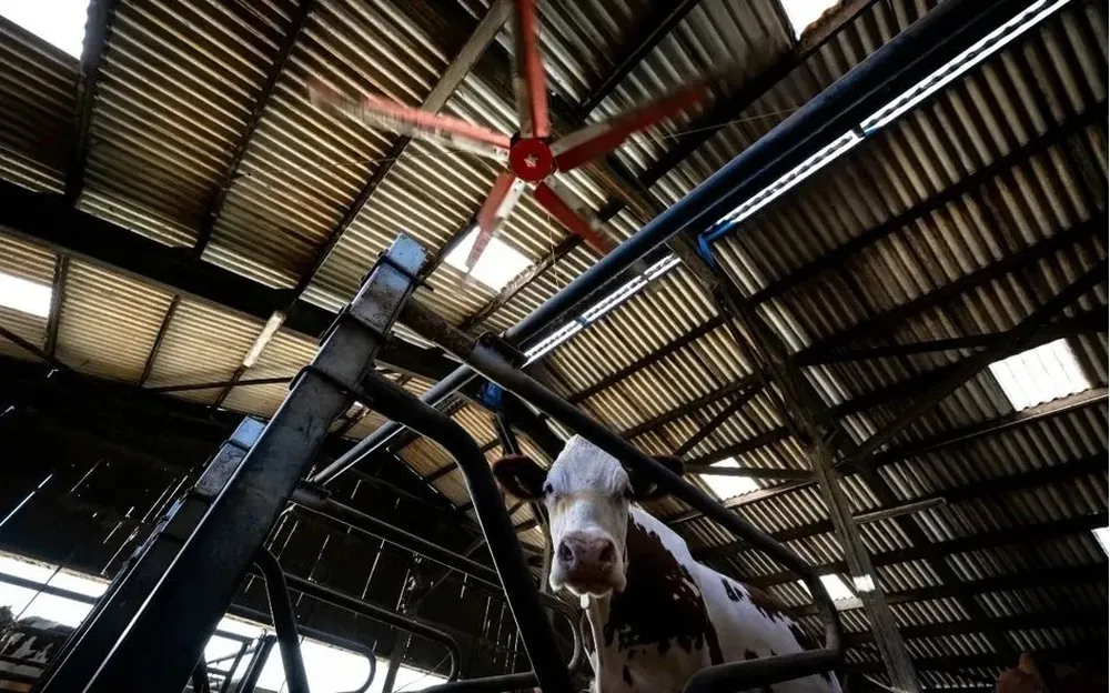 Las vacas lecheras son muy sensibles a la temperatura. A partir de 22ºC y un 50% de humedad, acumulan el calor en su organismo y pueden producir dos litros menos de leche.
