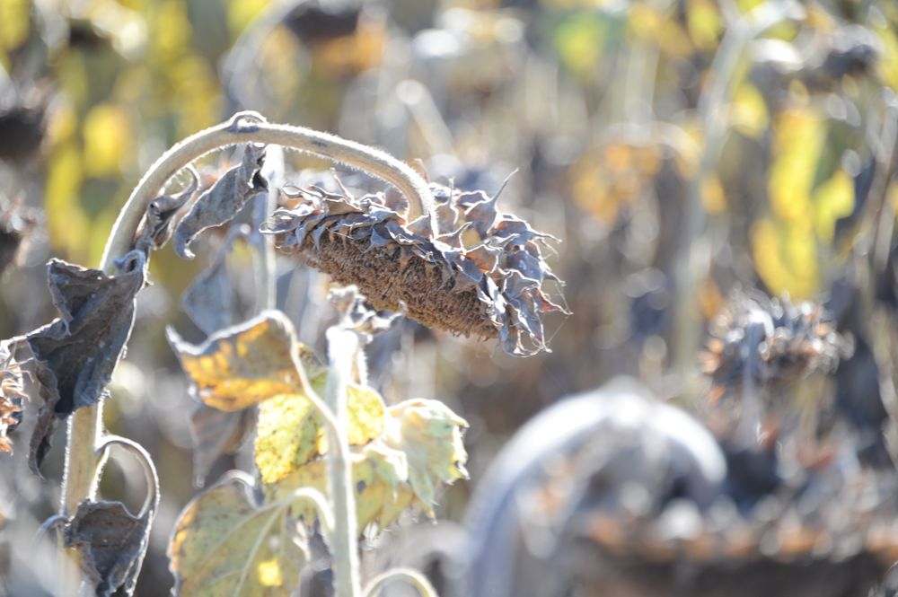 Inauguración de la cosecha de girasol.