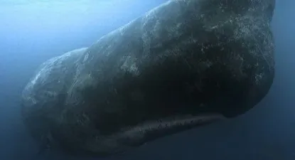 El cerebro del cachalote es complejo, ¿pero lo suficiente como para atacar a un ser humano por deseo de venganza?