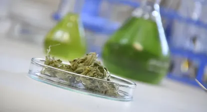 Las formulaciones magistrales a base de cannabis deben ser prescriptas por médico tratante