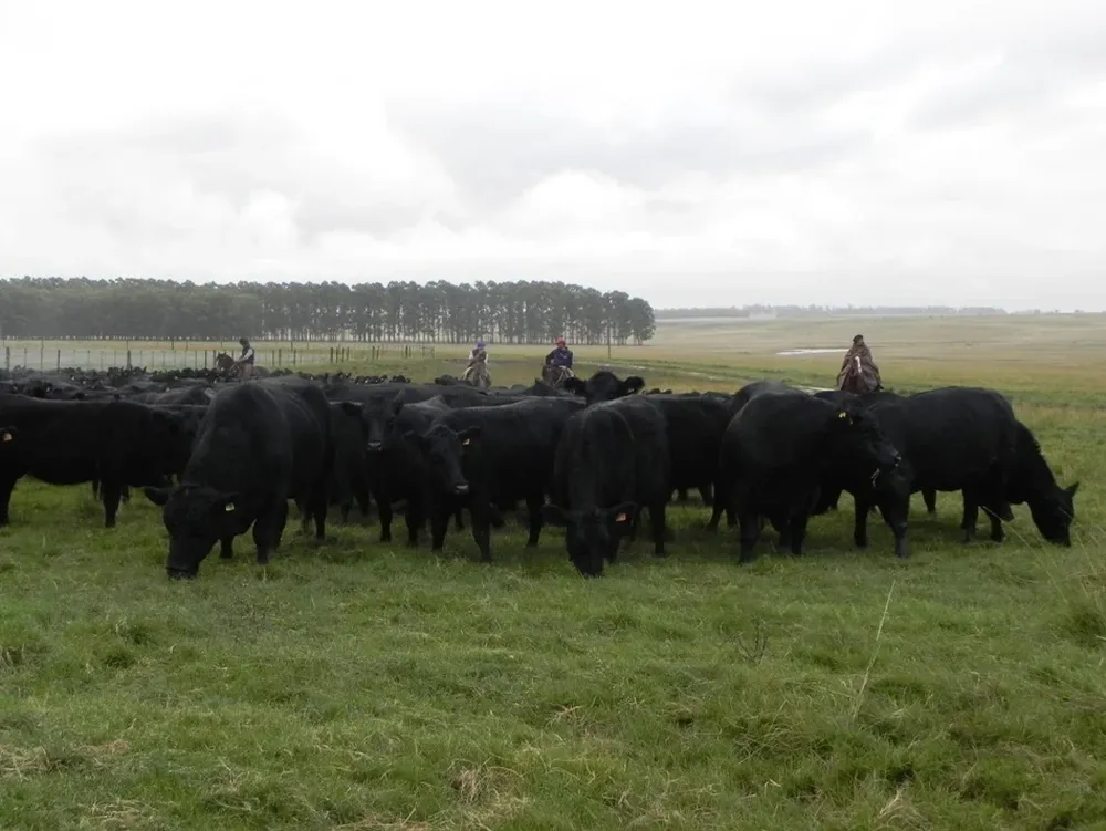La lluvia derivará en una oferta de comida abundante