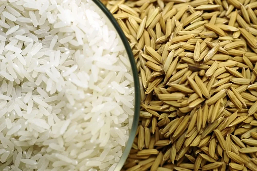 Arroz elaborado y con cáscara.