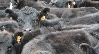 El Observador | 0025300122.webp