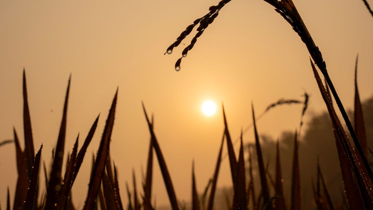 Mucho arroz en las chacras, bajos márgenes y dudas para la p