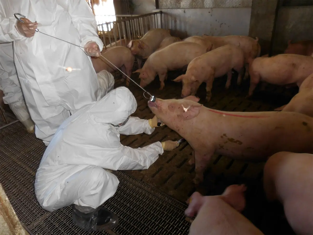 La UE endurece las medidas para controlar el brote de gripe porcina africana en Barcelona.