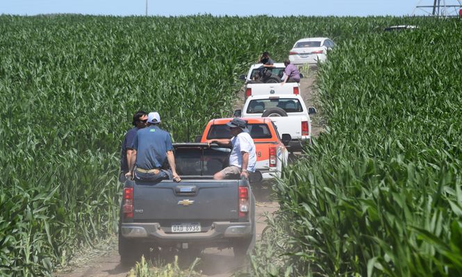 Estancia María Dolores: recorrida por chacras con maíces.