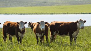 Fiscalía de Flagrancia investigará denuncias penales contra República Ganadera y ya citó a denunciantes