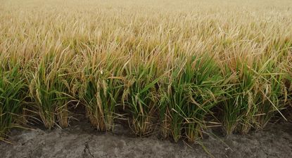 Parlamento: proyecto de ley busca rendirle tributo al vínculo de Lascano con el arroz.