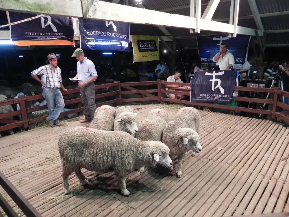 El remate se realizó en el marco de la Expo Ovina de Melo
