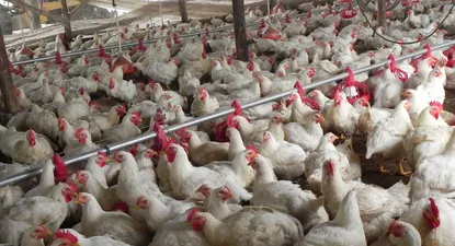 El consumo de carne y productos de granja no presenta riesgos, aseguró el MSP