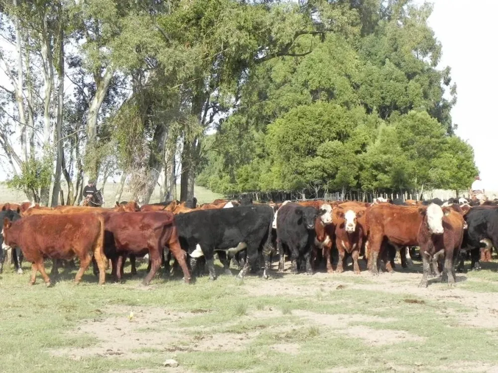 La lucha contra la garrapata continúa sin tregua