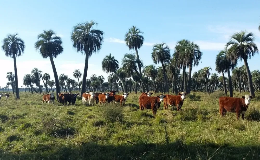 La no regeneración de los palmares se debe principalmente al sobrepastoreo.