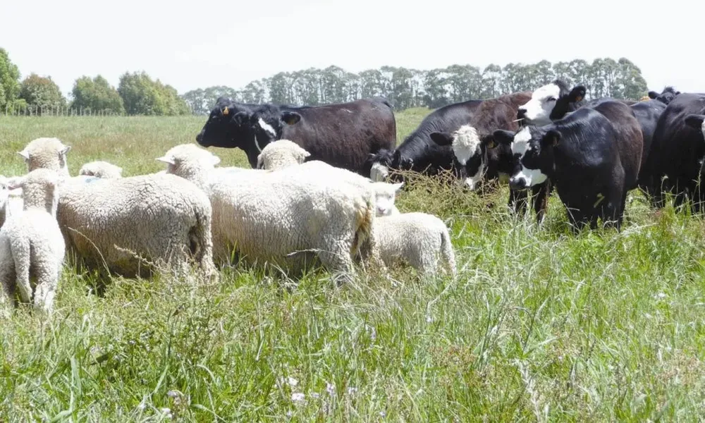 Una unidad ganadera tendrá 6,67 ovinos por una vaca