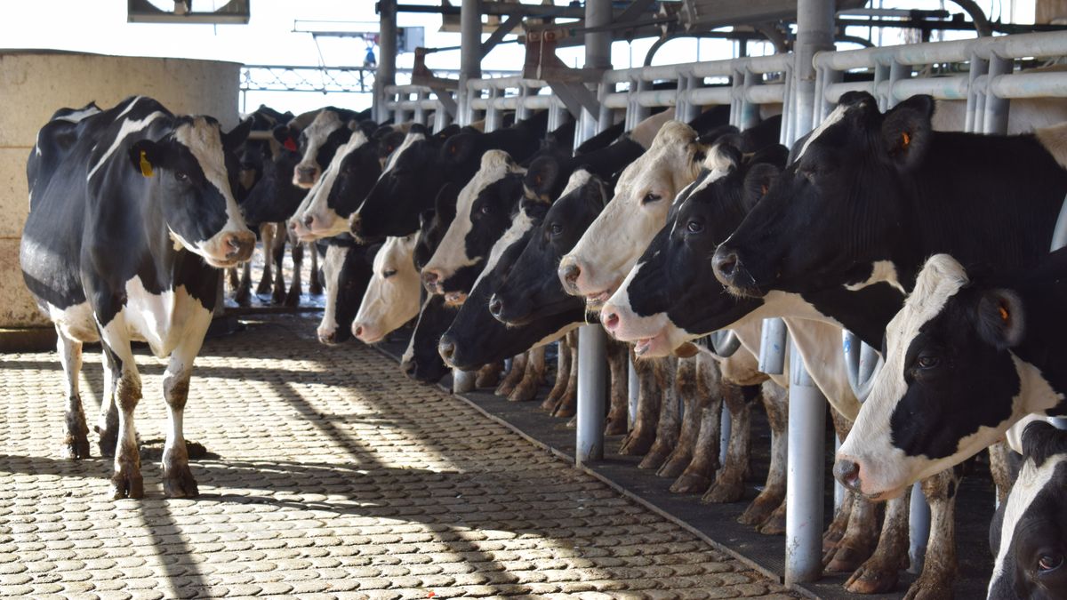 Presentaron varios beneficios para los tamberos que se integren al Plan Mejores Vacas