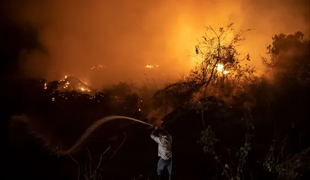 Ahora solo vemos cenizas: las fotos del Pantanal brasileño después de los incendios