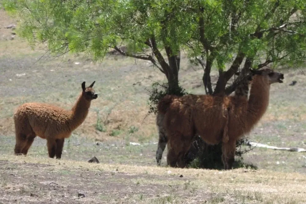 Dos llamas se refugian a la sombra de un árbol en la mansión de Marcelo Balcedo