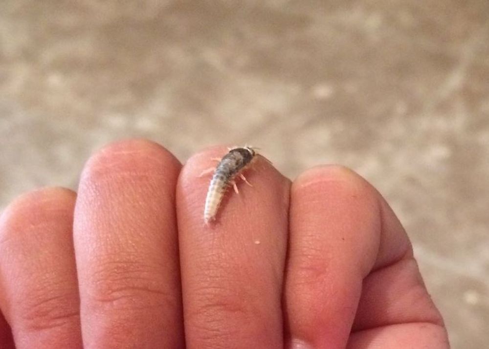 Lo que hay que saber sobre la presencia de los peces de plata en tu casa.