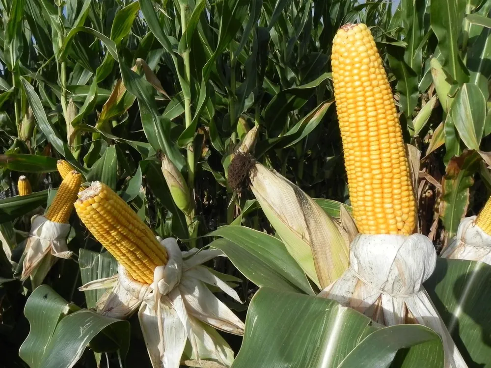 El organismo destacó que 40% de los beneficiados serán mujeres