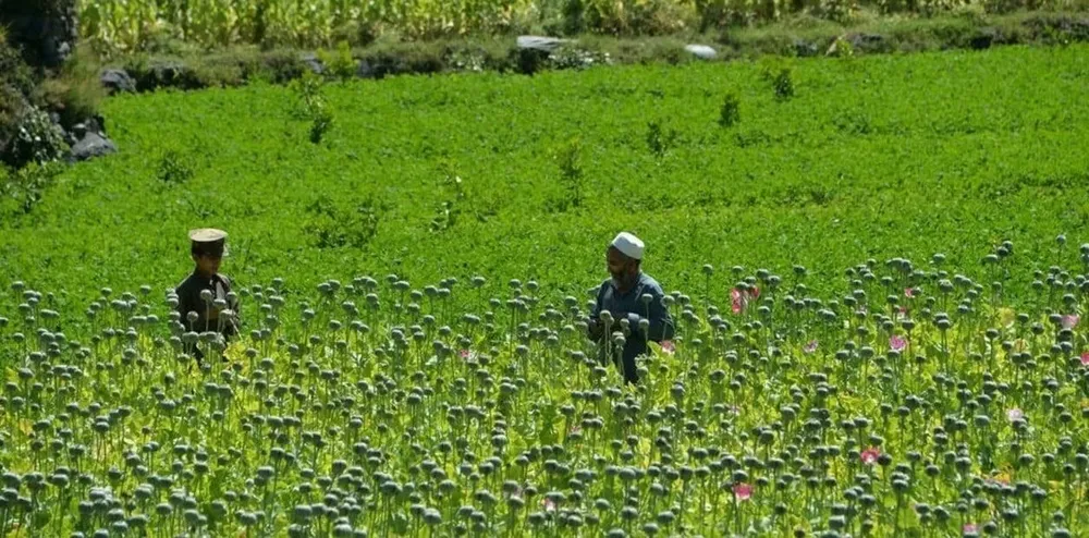 Los relevamientos indican que el año pasado se cultivaron 40.000 hectáreas de amapolas en Myanmar